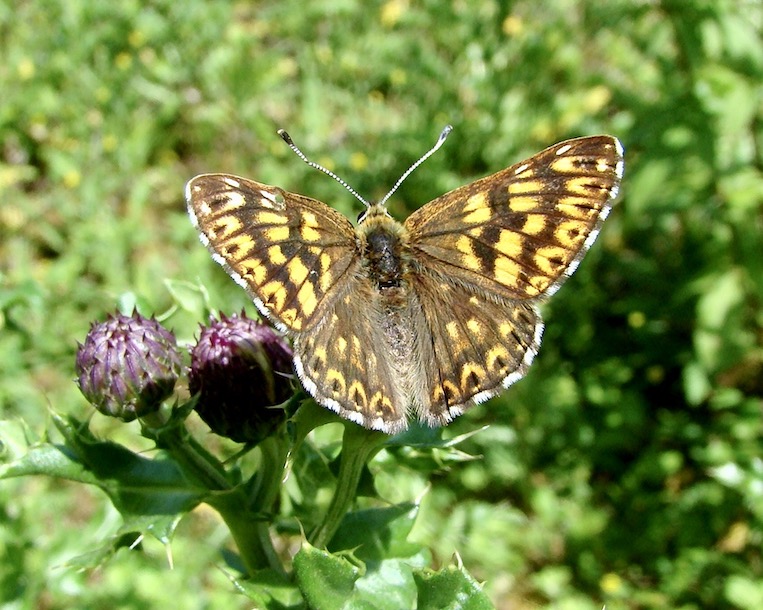 Duke of Burgundy